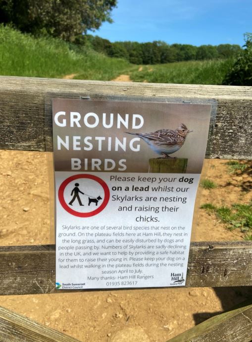 Protecting Skylarks at Ham Hill