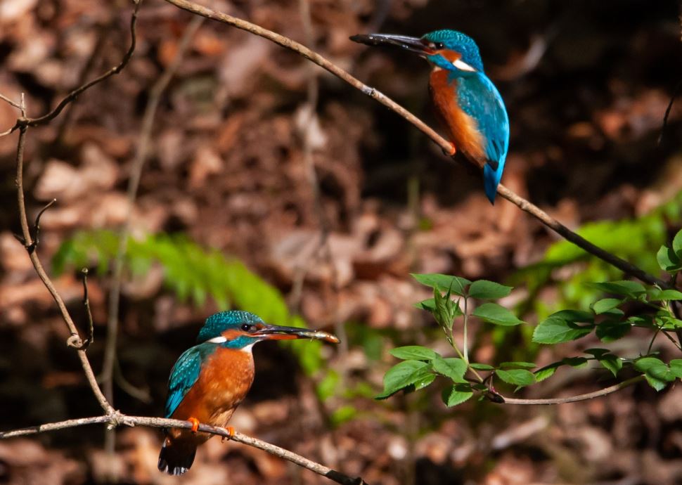 Kingfishers at Yeovil Country Park