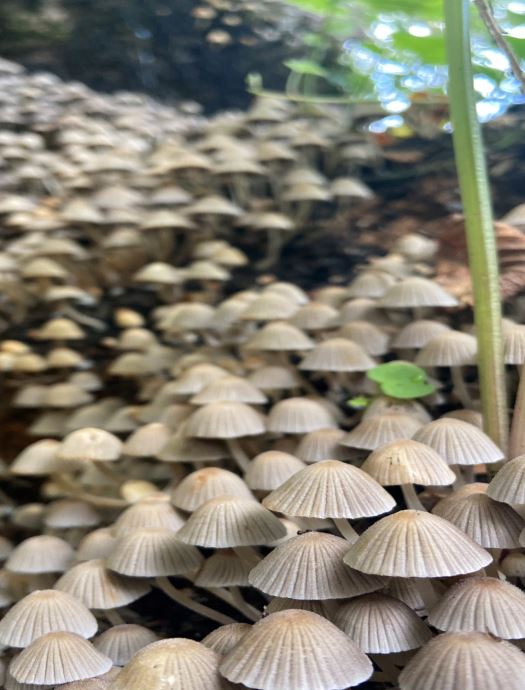 Fungi delights at Ham Hill