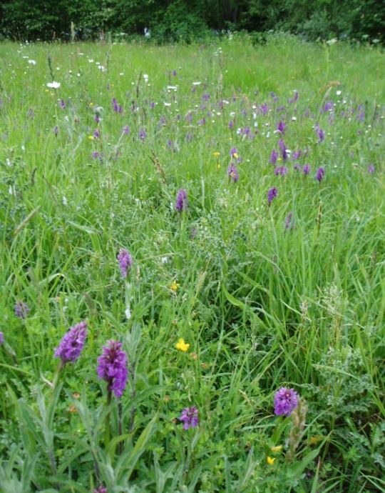 Orchids thrive at Chard Reservoir