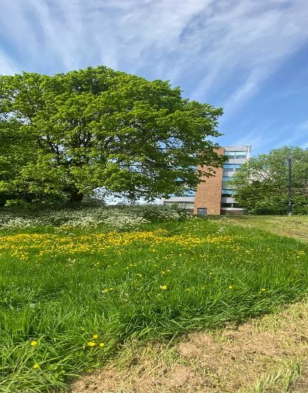 Grasslands for insects at Yeovil Country Park