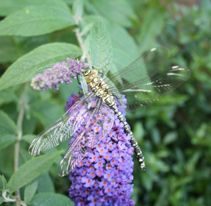 New Green Estates team vacancy